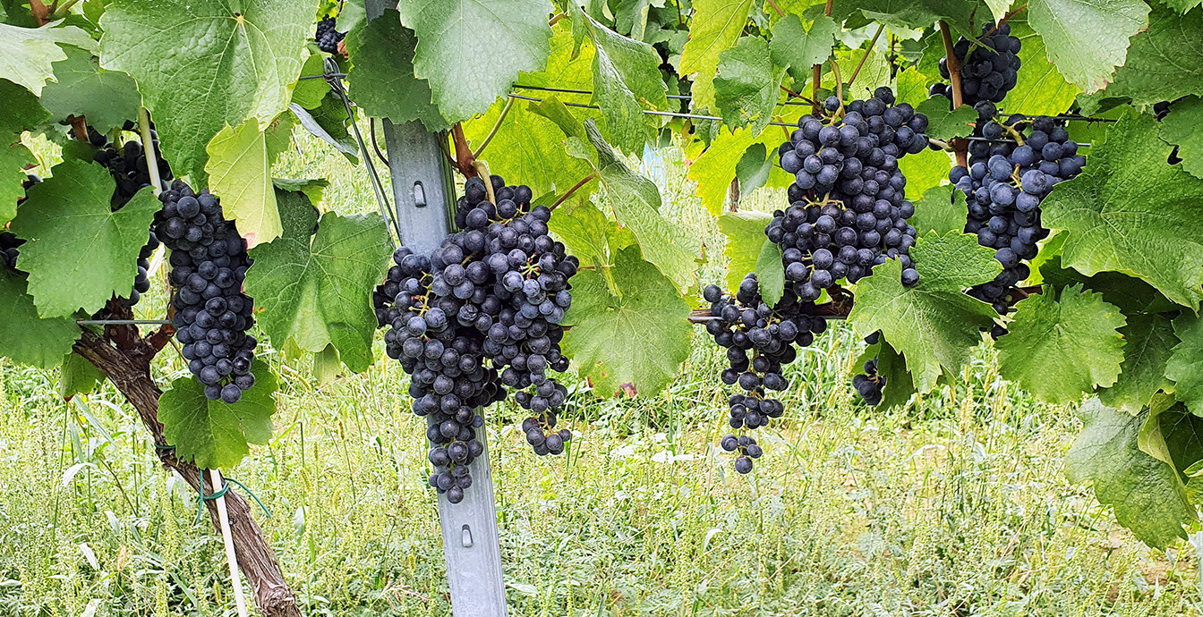 Dóka Éva Pincészet Itt a piros, hol a piros